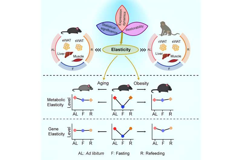 'Metabolic elasticity' offers new screening strategy, means to curb metabolic decline in aging and obesity