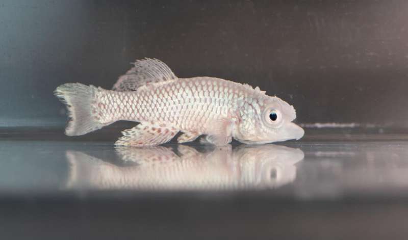 Cycle of fasting and feeding is crucial for healthy aging, killifish study suggests