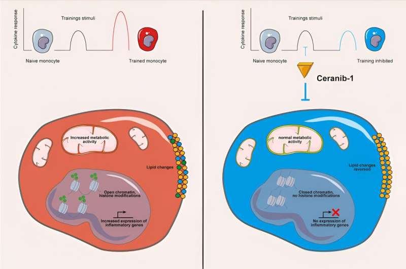 Mysterious fats reprogram the memory of innate immune cells