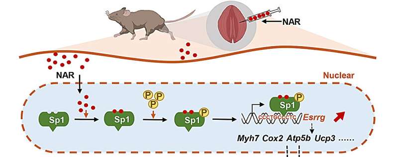 Plant-derived naringenin found to enhance muscle endurance and improve muscle atrophy