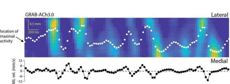 A wave theory for a neurochemical balance in the brain