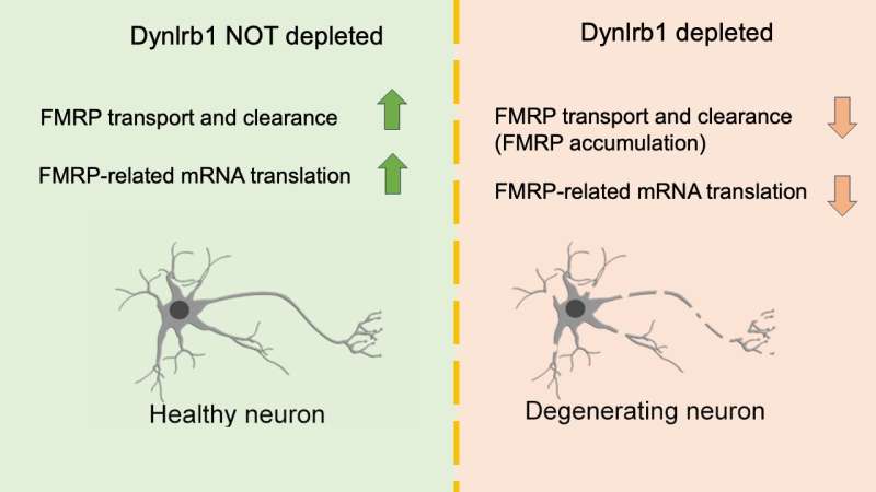 Exploring neurons' molecular highways: how a key protein regulates neuronal health