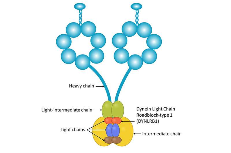 Exploring neurons' molecular highways: how a key protein regulates neuronal health