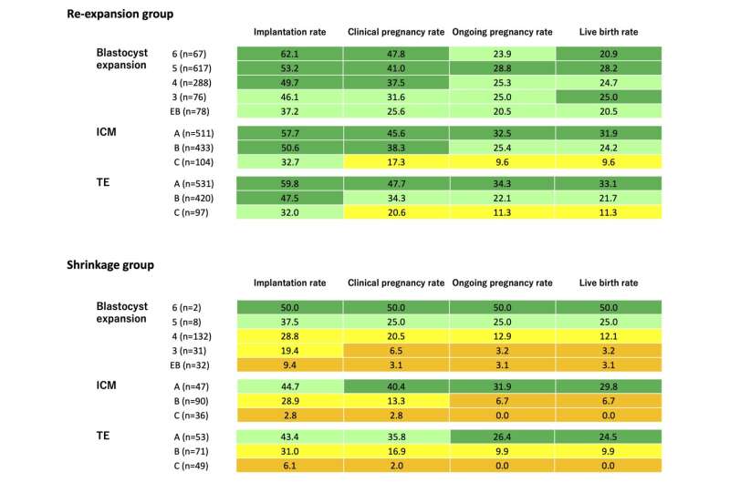 How much does a shrunken blastocyst adversely affect implantation and pregnancy?