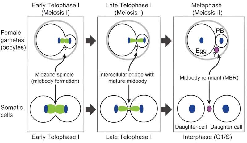 Scientists shed light on mysteries associated with infertility