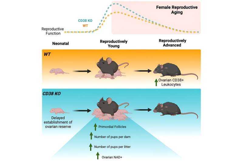 Researchers uncover mechanism that links NAD+ to fertility problems