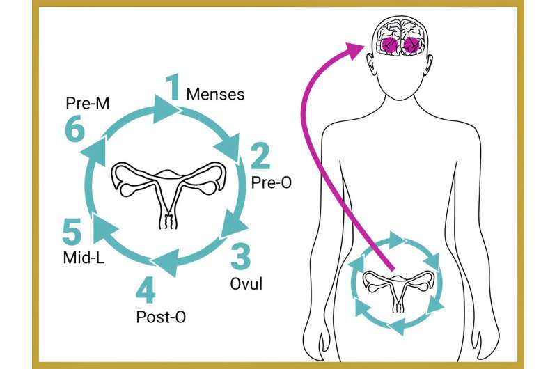 Brain regions important for memory, perception are remodeled during the menstrual cycle, study finds