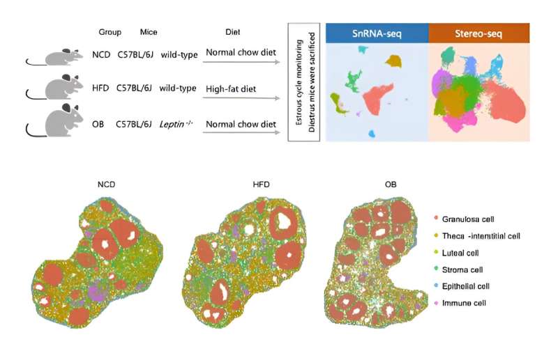 New study uncovers profound impact of diet and genetically induced obesity on ovarian microenvironment at single-cell resolution