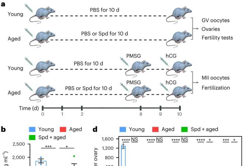 Spermidine rejuvenates oocyte quality by improving mitophagy during female reproductive aging