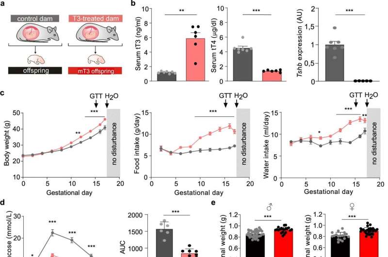 Thyroid hormones in pregnant women found to control brown adipose tissue in offspring