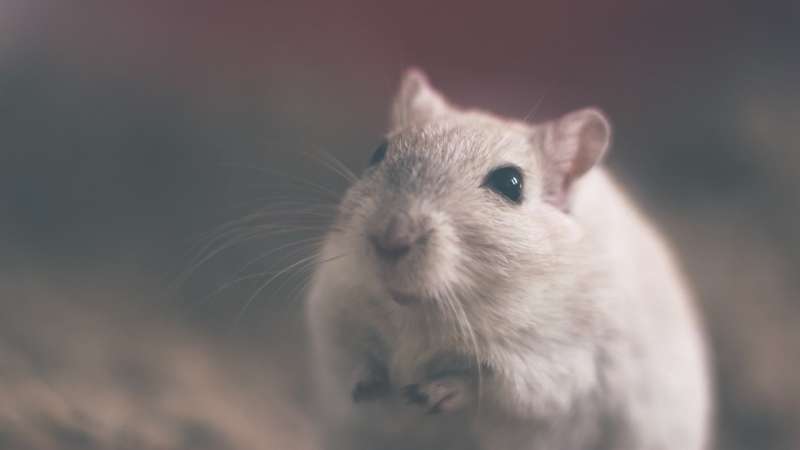 gerbil