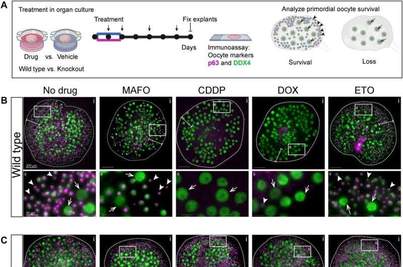 Can female fertility survive harsh cancer therapy? Scientists who turned to animal models say the answer is 'yes'