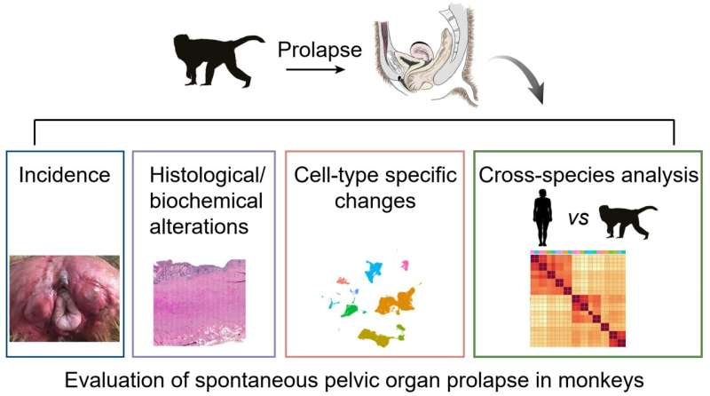 A comprehensive evaluation of spontaneous pelvic organ prolapse in non-human primates as a model for human studies