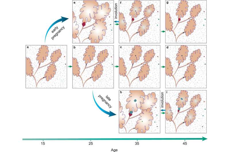 Research sheds light on how breast cancer might develop after pregnancy