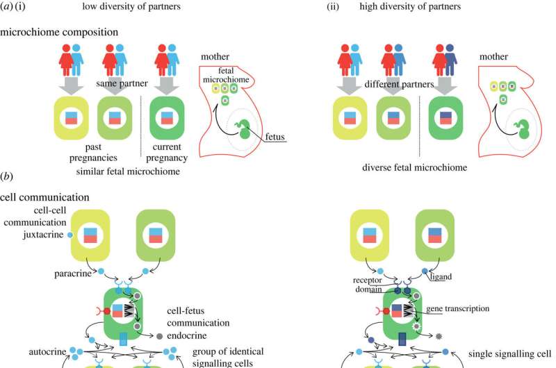 Autoimmune, reproductive problems in women with multiple partner births may be caused by cells from previous pregnancies