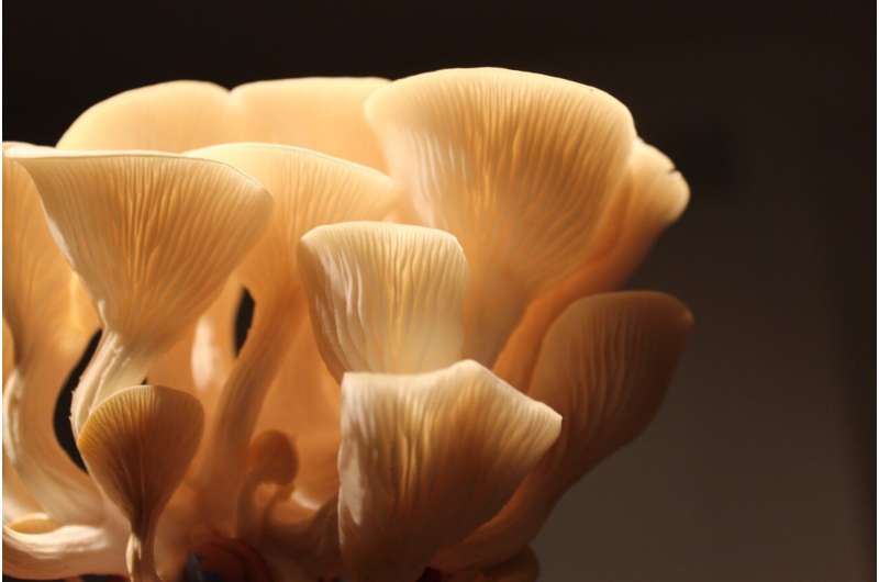 oyster mushrooms