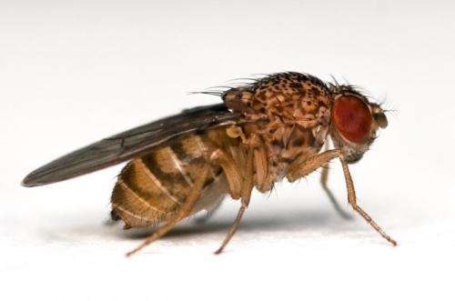 Study shows obese flies live longer on a diet at any age 