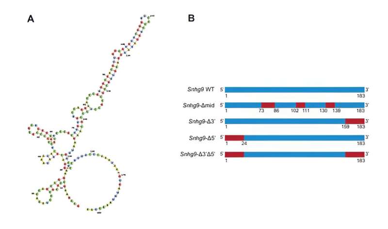 Intestinal bacteria release molecular 'brake' on weight gain