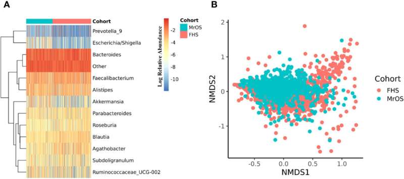 Study finds connection between gut microbiome and bone density 