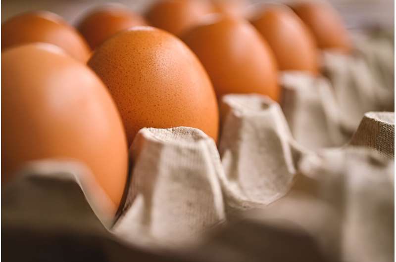 New research provides a broader perspective on the nutritional effects of egg consumption in young, healthy adults 