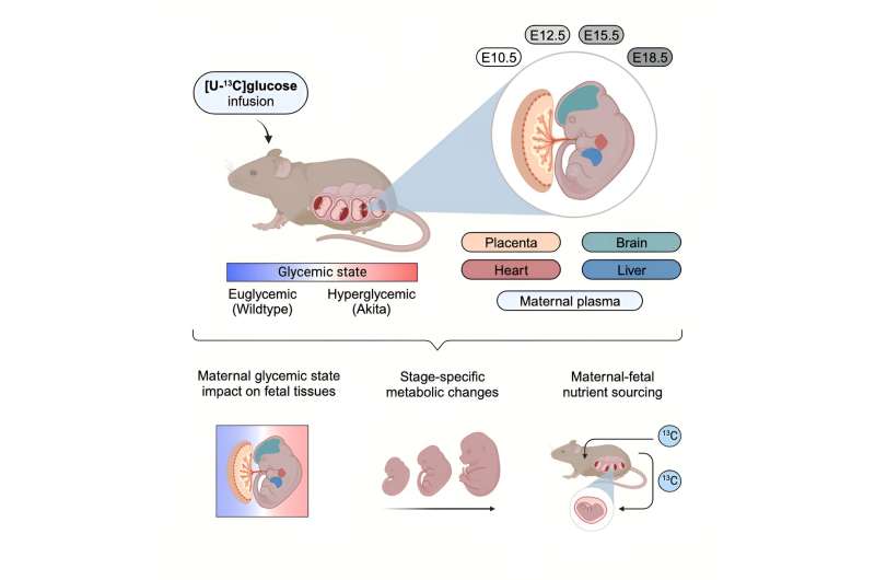 Researchers lay groundwork to study effects of maternal diabetes on fetal metabolism and development  