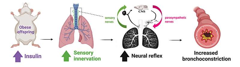 High-fat diet during pregnancy found to change respiratory nerve development, increase asthma risk in adult offspring