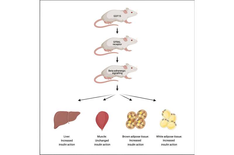 GDF15 hormone found to make insulin work better 