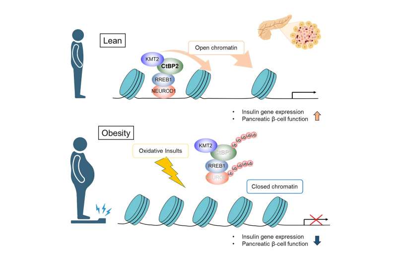 Unraveling the mechanism behind obesity-induced pancreatic β-cell dysfunction 