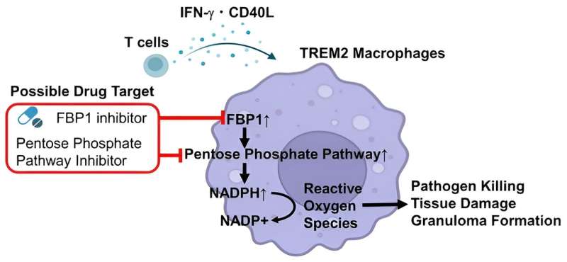 Researchers discover metabolic pathway specific to granuloma formation in patients 