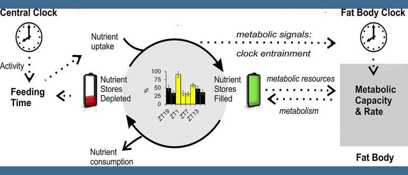 How internal clocks control fat metabolism 