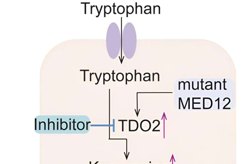 Study identifies novel cellular mechanisms promoting growth of uterine fibroids