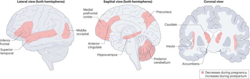 Choreography between hormones and the brain key to understanding how women adapt to motherhood, says study