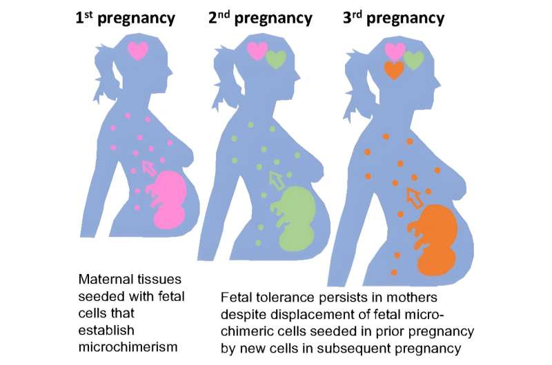 Moms' ability to 'remember' prior pregnancies suggests new strategies for preventing complications