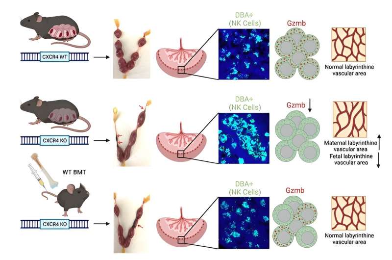 Protein key to placental heath could be target for reproductive conditions