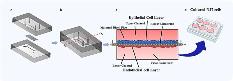 Placenta-on-a-chip study addresses potential effects of pharmaceutical agents on fetus