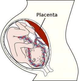 High-resolution map of the human placenta reveals COVID virus hideouts