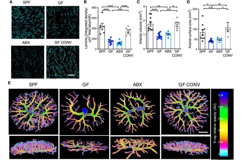 A mother mouse needs a diverse gut microbiome to form a healthy placenta