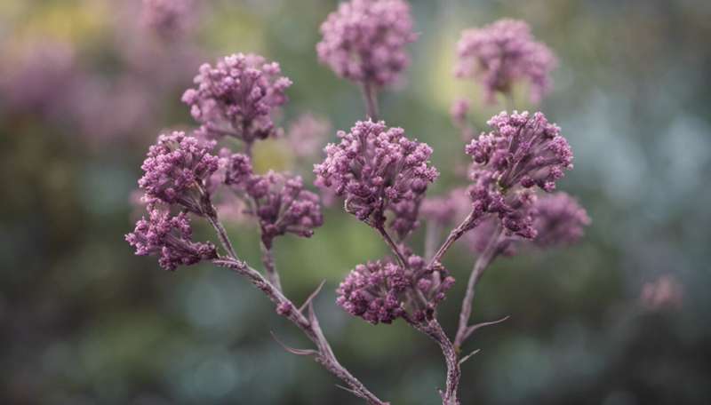 Lots of women try herbs like black cohosh for menopausal symptoms like hot flushes—but does it work?