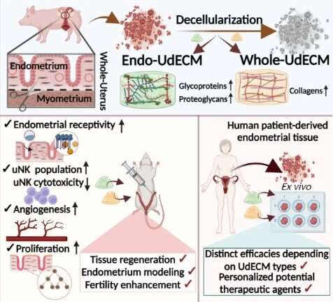 A novel hydrogel may be a beacon of hope for infertility and fertility challenges