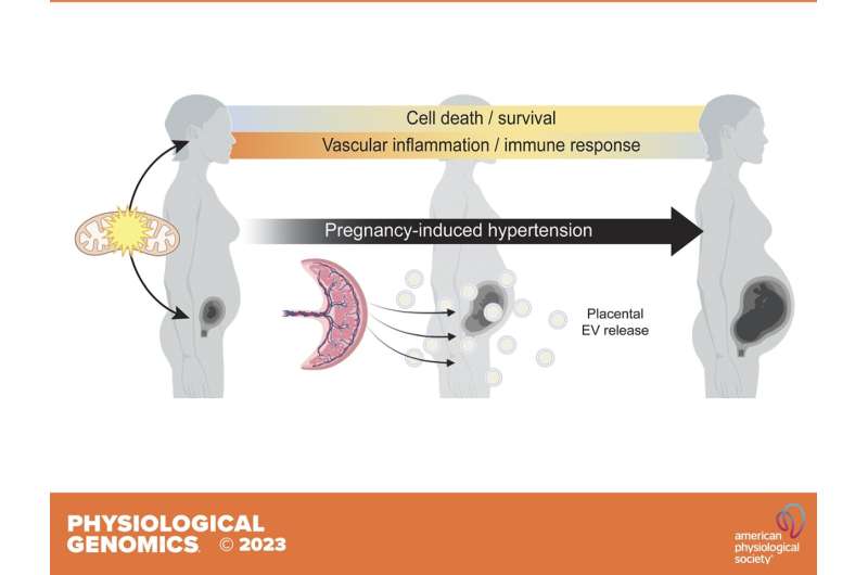 Mitochondrial changes linked to high blood pressure in pregnancy