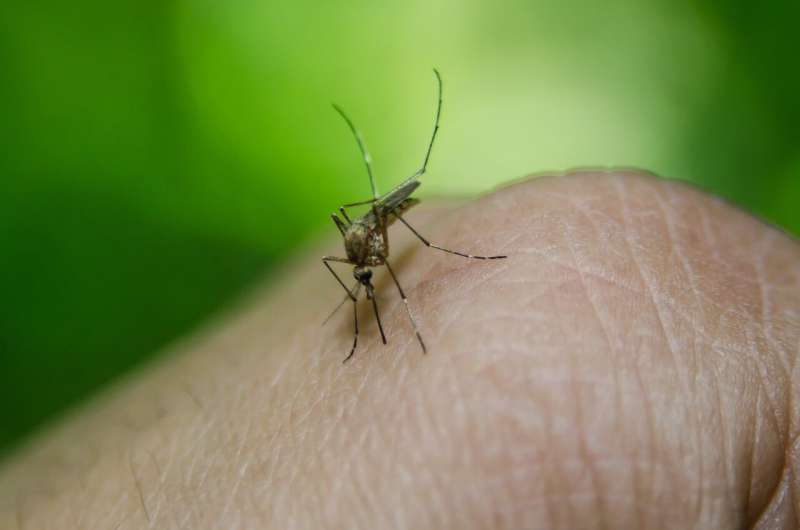 Maternal dengue fever: 'Compelling evidence' that even mild infections impact birth outcomes