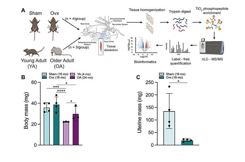 Aging and ovariectomy induces parallel phosphoproteomic changes in skeletal muscle of female mice