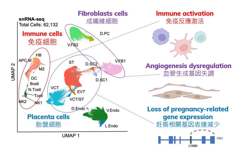 Joint study unveils how COVID-19 adversely impacts placenta during pregnancy