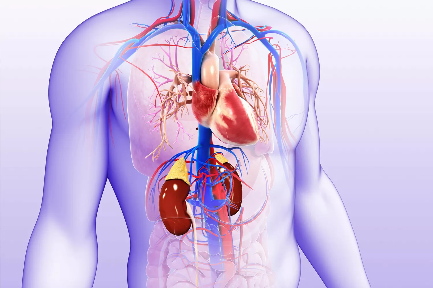 Examining the Link Between Heart and Kidney Disease