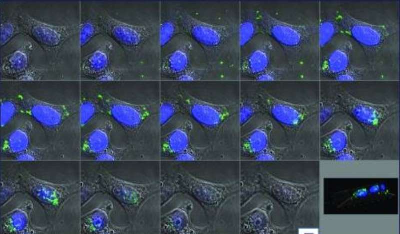 Bacterial protein found in the urogenital tract may contribute to reduced fertility, birth defects