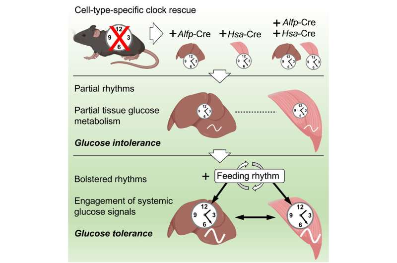 Cooperation between muscle and liver circadian clocks is key to controlling glucose metabolism, finds study