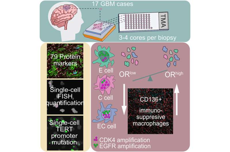 Two mutations team up to cloak a deadly brain cancer from the immune system, study suggests