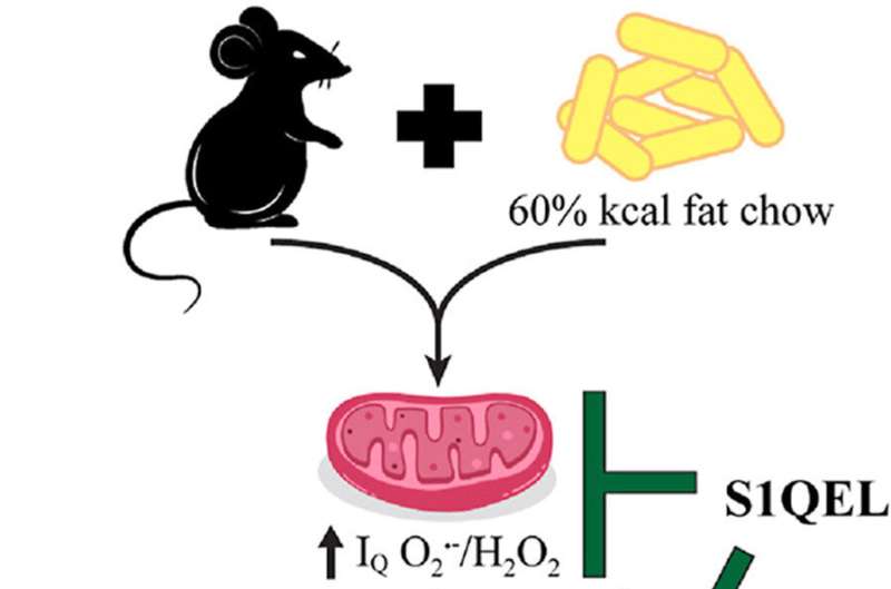 First bioavailable compound that inhibits free radical production in mitochondria prevents and treats metabolic syndrome