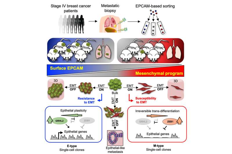 Aggressive cancer cells grow by protecting their identity