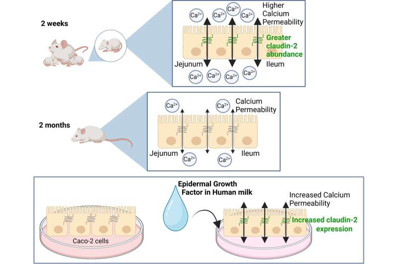 Key protein helps infant mice absorb more calcium from breast milk